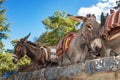Donkey taxi Ã¢â¬â donkeys used to carry tourists to Acropolis of L Royalty Free Stock Photo